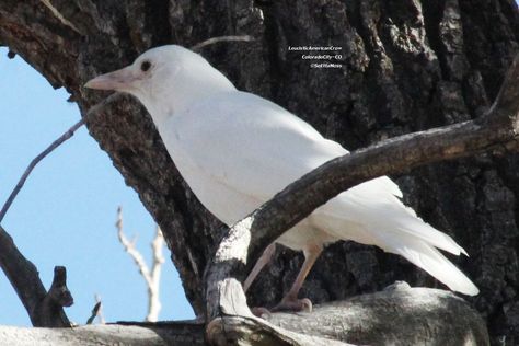 Is This White Bird an Albino Crow? American Crow, White Raven, White Animals, White Crow, Albino Animals, Crow Bird, Bird Stand, Outdoors Tattoo, Crows Ravens