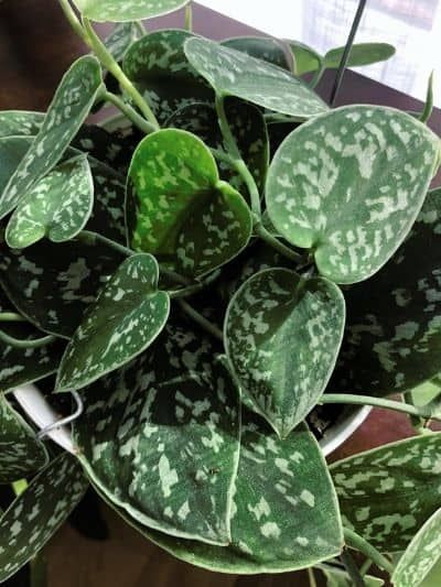 Ultimate Satin Pothos Care and Propagation Guide - Plant My Home Shear Curtains, Pothos Care, Satin Pothos, Growing Strong, Pothos Plant, Decorative Pots, Propagating Plants, Plastic Pots, House Plant