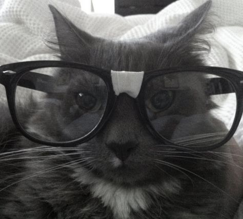 Cat Wearing Glasses, Silly Cats Pictures, Cute Glasses, Cat Icon, 9k Followers, Wearing Glasses, Silly Animals, Silly Pictures, Funny Cute Cats