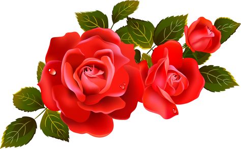 Free Red Rose Vector from a set. Description from pinterest.com. I searched for this on bing.com/images Wallpaper Mawar, Red Rose Png, Rose Flower Png, Flower Png Images, Rose Day, Rosé Png, Rose Clipart, Rose Flower Pictures, Clipart Flowers