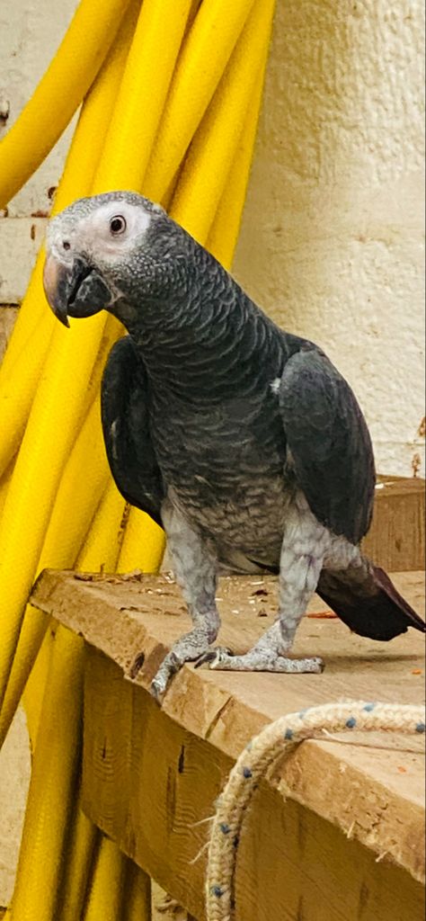 The grey parrot, also known as the Congo grey parrot, Congo African grey parrot or African grey parrot, is an Old World parrot in the family Psittacidae. The Timneh parrot once was identified as a subspecies of the grey parrot, but has since been elevated to a full species. 
Wikipedia Congo African Grey, Grey Parrot, African Grey Parrot, African Grey, The Grey, Old World, The Family, Parrot, Birds