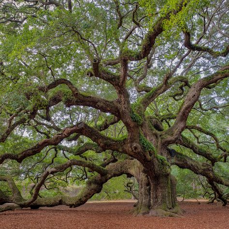 Angel Oak Tree, Angel Oak Trees, Oak Tree Tattoo, Weird Trees, Angel Oak, Live Oak Trees, Waterfront Restaurant, Old Tree, Angel Tree