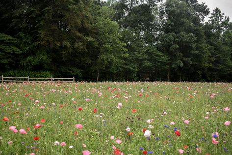 10 Instagram-worthy spots in Lancaster County to snap the perfect photo this summer | Entertainment | lancasteronline.com Lancaster Central Market, Susquehanna River, Photo Opportunity, York County, Spring Park, Mini Horse, Marriott Hotels, Lancaster County, Nature Preserve