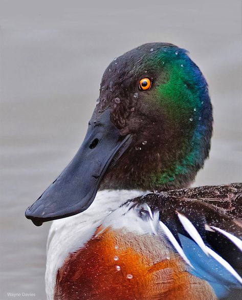 (Spatula clypeata): A dabbling duck that forages in shallow wetlands. Comblike projections along the edges of its bill filter out tiny crustaceans and seeds from the water. Shoveler Duck, Rubber Duck Drawing, Northern Shoveler, Waterfowl Taxidermy, Duck Mount, Duck Breeds, Canadian Animals, Duck Stamp, Aquatic Birds