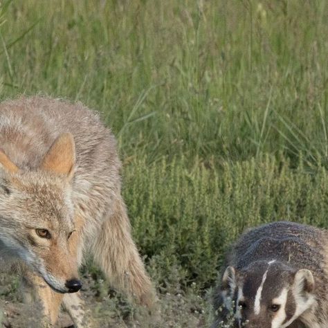 U.S. Fish and Wildlife Service on Instagram: "We promised last year on this day that we would repost this reminder every year until everyone knows that...
COYOTES AND BADGERS GO ON LITTLE ADVENTURES TOGETHER SOMETIMES!!!

Coyotes and badgers will sometimes form a mutually beneficial relationship to get food. These unlikely besties are known to hunt together and can even be more successful hunting prairie dogs and ground squirrels when they work in tandem.

Check out our link in bio to learn a little more about the power couple everyone is talking about and their unique way of occasionally teaming up.

Photo 1 of coyote with badger by Jason Rudolph (sharetheexperience).
Photo 2 of coyote with badger by Janelle Streed (sharetheexperience)." Coyote And Badger, Prairie Dogs, Ground Squirrel, Prairie Dog, Power Couple, Squirrels, Everyone Knows, Tandem, Photo 1