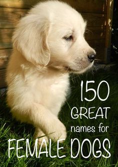 Over a hundred and fifty great girl dog names to choose from! - Tap the pin for the most adorable pawtastic fur baby apparel! You'll love the dog clothes and cat clothes! Top Girl Dog Names, Puppy Girl Names, Best Female Dog Names, Girl Dog Names Unique, Puppies Names Female, Names For Girl, Dogs Names List, Cute Puppy Names, Dog Names Unique