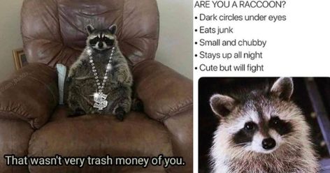 A Delightful Array Of Raccoon Memes For Trash Panda Enthusiasts Raccoon Memes, Pandas Playing, Raccoon Funny, Dark Circles Under Eyes, Trash Panda, Animal Memes, Positive Attitude, Dark Circles, Marine Life