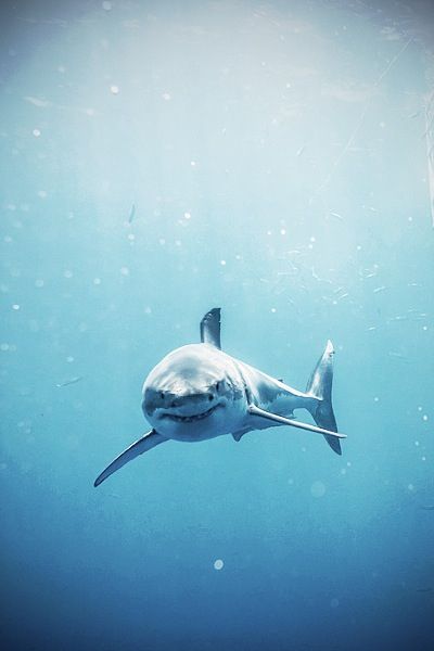 I mean, LOOK AT HIM! He is staring right at me! I could never in a million years out swim him, either. Shark Iphone Wallpaper, Shark Wallpaper Iphone, Shark Wallpaper, Cool Sharks, Shark Pictures, Small Shark, Shark Art, Cute Shark, Deep Blue Sea