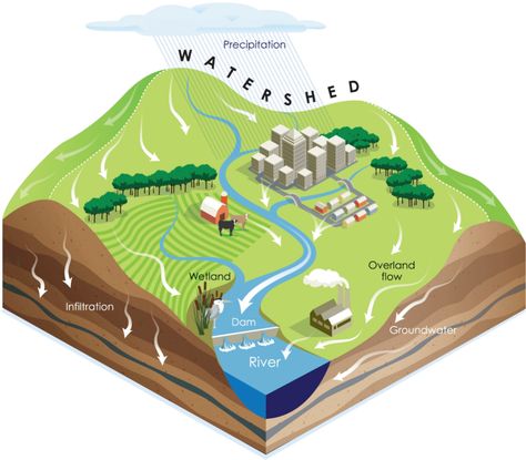 What is a watershed? A watershed is the area of land where all of the water that is under it or drains off of it goes into the same place.  It is a land feature that can be identified by tracing a line along the highest elevations between two areas on a map. Not only … Watershed Management, Interpretive Signage, Water Catchment, Pollution Prevention, Stormwater Management, Catchment Area, Biology Art, Water Collection, Diagram Design