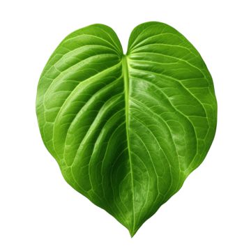 Asia Nature, Png Images Transparent Background, Betel Leaf, Fresh Background, Food Asian, Heart Food, Background White, Background Png, Free Png