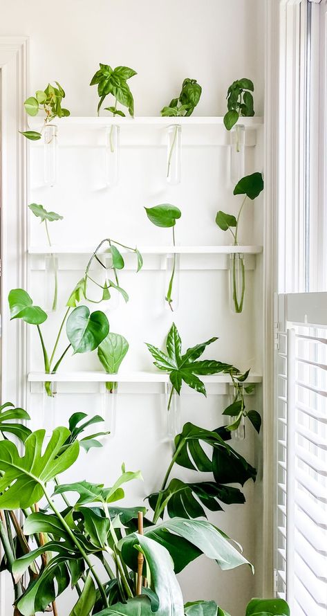 We made a minimal Propagation wall in our dining room. I can't wait to share plants with friends and neighbors. That's the best part! Propagation Wall Diy, Plant Propagation Wall, Propagation Wall, Wall Plants Indoor, Plant Stand Ideas, Instead Of Flowers, Minimal Plant, Indoor Window, Stand Ideas