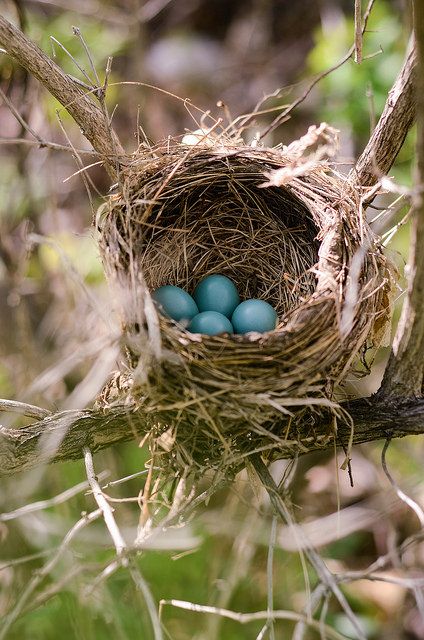 Tem coisa mais fofa que ovinhos de beija-flor?!!! Blue Eggs, Bird Eggs, Illustration Inspiration, Bird Nest, Flower Farm, Birdhouse, Bird Feathers, Love Birds, Cottage Core