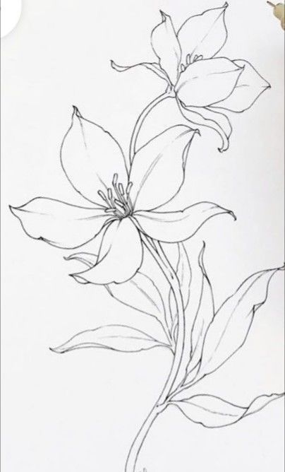 Large Flower Drawings, Flower Outline For Painting, Fabric Painting Sketches, Beautiful Flowers Drawing Sketches, Flora Drawings, Floral Line Drawing, Floral Line Art, Adults Coloring, Flower Line Drawings