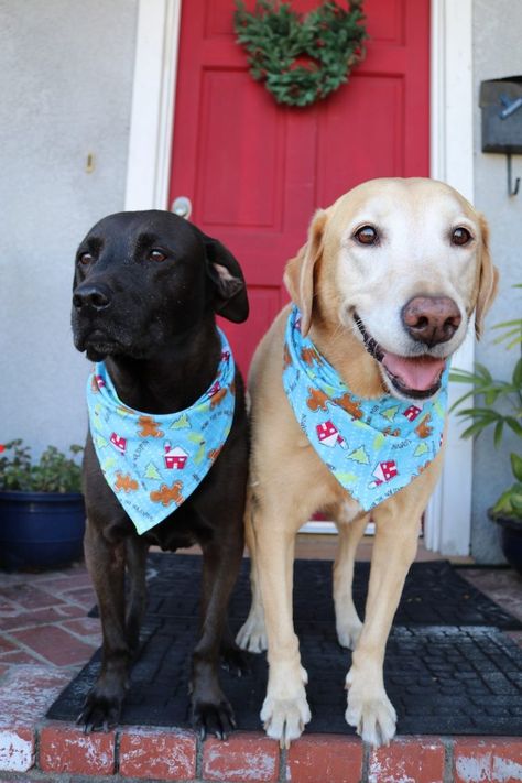 Dog Bandanna Diy, Diy Dog Bandana, Dog Bandana Tutorial, Bandana Tutorial, Dog Bandana Diy, Bandana Crafts, Dog Clothes Patterns Sewing, Dog Bandana Pattern, Dog Neckerchief