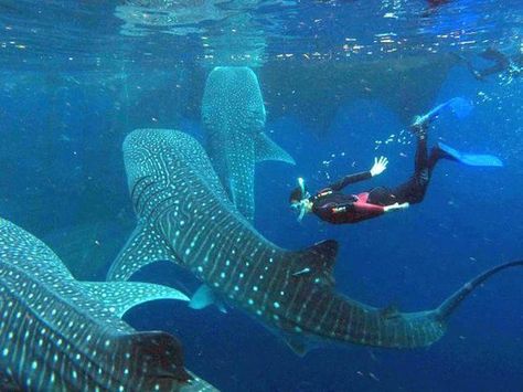 Nurkowanie z Rekinami Whale Shark Diving, People Swimming, Swimming With Whale Sharks, Koh Lipe, Whale Sharks, Shark Diving, Planet Ocean, Blue Planet, Water Animals