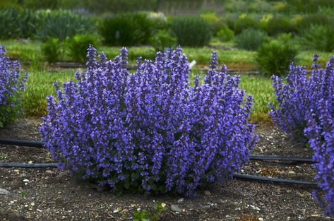 The most exciting new perennials for this gardening season | The Star Cats Pajamas, Cat Pajamas, Garden Shrubs, Dark Flowers, Seasonal Garden, Landscaping Plants, Small Gardens, Perennial Plants, Yard Landscaping