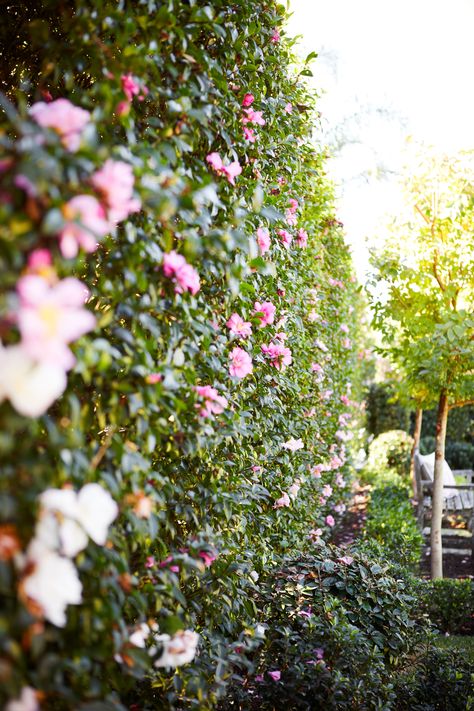 Camellia Sasanqua Hedge, Camellia Hedge, Sasanqua Camellia, Apricot Garden, Camellia Sasanqua, Single Flowers, Home Garden Design, Single Flower, Project Design