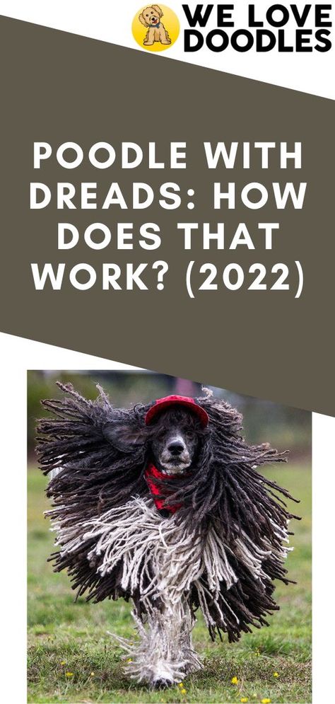 What exactly does a Poodle with dreads look like? Have you asked yourself, “can Poodles have dreadlocks?” Well, the answer depends on the breed of the dog. Breeds with hair instead of fur—like Poodles—can have dreadlocks! Dreadlock Dog, Poodle Hair, You Doodle, Love Doodles, Labradoodle, The Dog, Dog Breeds, Need To Know, Dreadlocks