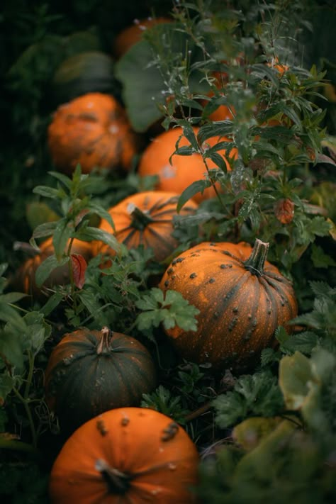 Fall Wonderland, 22 September, Thanksgiving Wallpaper, Autumn Magic, Pumpkin Season, Season Of The Witch, Autumn Scenery, Fall Feels, Autumn Beauty