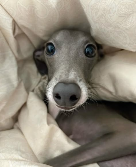 Greyhound Dogs, Gray Hound Dog, Italian Hound Dog, Miniature Greyhound, Mini Greyhound, Gray Hound, Grey Hounds, Grey Hound, Italian Grey Hound