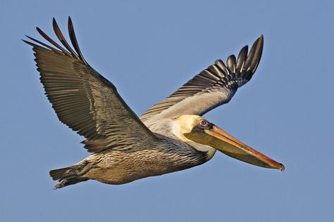 The brown pelican, the smallest species of pelican, is prevalent along both coasts of the Americas, diving for its dinner in the coastal oceans. Pelicans Flying, Pelican Tattoo, Pelican Photos, Pelican Art, Pelican Bird, List Of Birds, Brown Pelican, Shore Birds, Water Birds