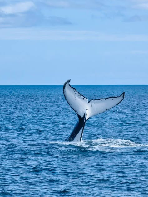 whale tail fluke in ocean Whale Watching Maine, Western Australia Road Trip, England Vacation, Sailing Day, Rottnest Island, Blue Dolphin, Hervey Bay, Fraser Island, Vacation Scrapbook