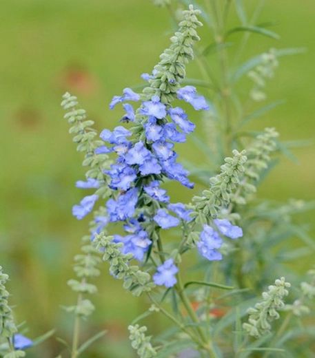 Salvia Azurea, Sky Blue Flowers, Rose Companion Plants, Salvia Plants, Mexican Sunflower, Blue Rose Tattoos, Sage Plant, Seed Starting Mix, Grayish Green