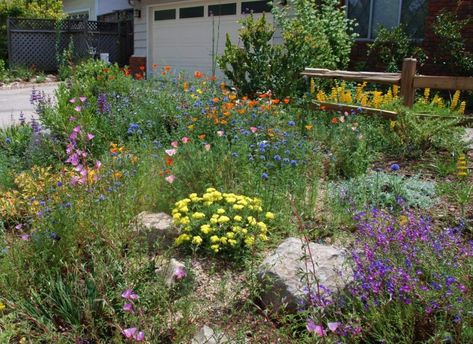 Native Plant Garden Design, Plant Garden Design, California Native Landscape, California Landscaping, Native Plant Garden, Native Plant Landscape, California Native Garden, California Plants, Drought Tolerant Landscape