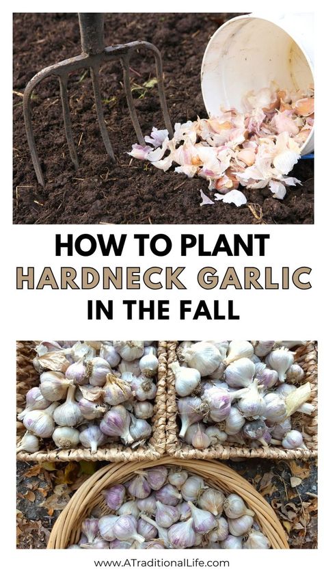 How to Plant Hardneck Garlic in the Fall Planting Garlic In Fall, Hardneck Garlic, Planting Garlic, Fall Gardening, Fall Garden Vegetables, Garlic Bulb, Garden Vegetables, Fall Garden, Autumn Garden