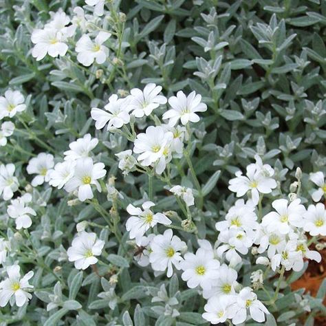 Snow in Summer...silver leaved groundcover that is covered with dainty white flowers in early summer. This plant spreads rapidly, and looks great tumbling over walls as well. Loves well drained (poor) soil, and can tolerate some shade, but does well in hot, dry sites. Licorice Plant, Rosen Beet, Japanese Painted Fern, Silver Plant, Snow In Summer, Moon Garden, Ground Cover Plants, Have Inspiration, Summer Plants