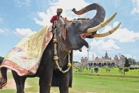 A Penance Of 16 Years: How Arjuna The Mysuru Ambari Elephant Came Back To Be The Hero Of Dasara Arjuna Elephant, Mysuru Dasara, Elephant Carving, Wild Elephant, 3d Photo, Back In The Day, The Golden, How To Fall Asleep, Camel