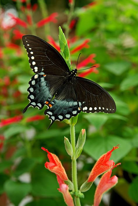 Spicebush Swallowtail Butterfly Spicebush Swallowtail Butterfly Tattoo, Spicebush Swallowtail Butterfly, Spicebush Swallowtail, Nature Club, Moth Species, Chalk Pastel Art, Peacock Butterfly, Beautiful Butterfly Photography, Moth Caterpillar