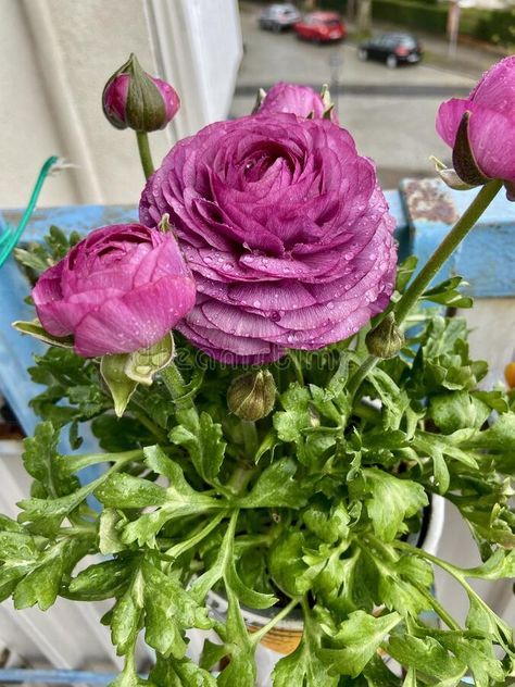 Purple Ranunkel Ranunculus flower after rain stock image Ranunculus Flower, After Rain, Ranunculus, Vector Art, Blossom, Stock Images, Purple, Flowers, Quick Saves