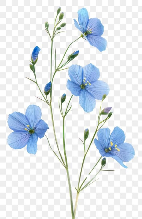 Flowers Png Aesthetic, Blue Flax Flowers, Single Blue Flower, White Flower Illustration, Blue Flower Illustration, Blue Flower Png, White Flower Png, Aesthetic Pngs, Time Artwork