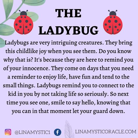 Ladybug Meaning, Ladybug Quotes, Spirit Animal Meaning, Animal Meanings, Letting Your Guard Down, Spiritual Awakening Signs, Animal Spirit Guides, The Ladybug, A Ladybug