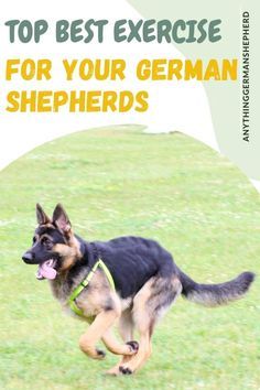 Training A German Shepherd, German Shepherd Photoshoot With Owner, German Shepard Training, Gsd Training, German Shepherd Puppies Training, Puppy Tips, Puppy Checklist, German Shepherd Training, German Sheperd Dogs