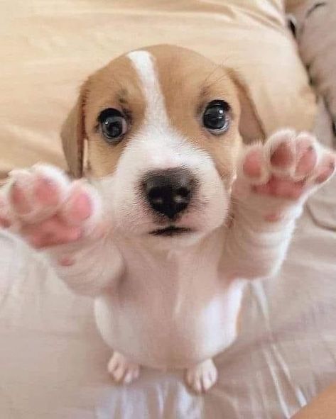 Dogs Images, Beagle Puppies, Very Cute Puppies, Cute Dogs Images, Cute Beagles, Cute Doggies, Very Cute Dogs, Cute Animals Puppies, Really Cute Dogs