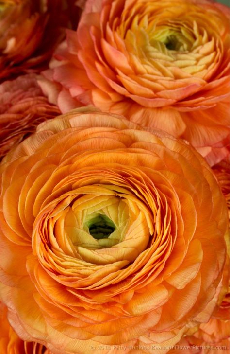 Ranunculus Orange, Ranunculus Yellow, Ranunculus Butterfly, Shades Of Colors, Butterfly Ranunculus Arrangement, Orange Butterfly Ranunculus, Orange Ranunculus, Ranunculus Flowers, Artistic Inspiration