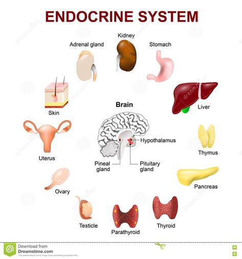 Medical Oncology, Pituitary Gland, Reality Of Life Quotes, Human Anatomy And Physiology, Pineal Gland, Medical Anatomy, Adrenal Glands, Best Hospitals, Endocrine System