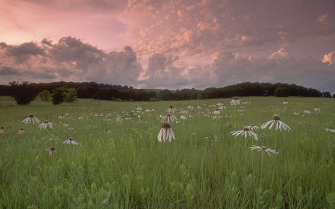 Prairie Chicken, Tallgrass Prairie, Paint Inspo, Plant Species, On Earth, Oklahoma, Chicken, Natural Landmarks, Paint