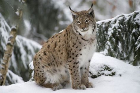 Population range of the lynx shrinks and its number decreases because of the habitat areas destruction and hunting. Description from rgo.ru. I searched for this on bing.com/images Lynx Kitten, Eurasian Lynx, Baby Leopard, Big Cats Art, Winter Animals, Cheetahs, Snow Leopard, Endangered Species, Lynx