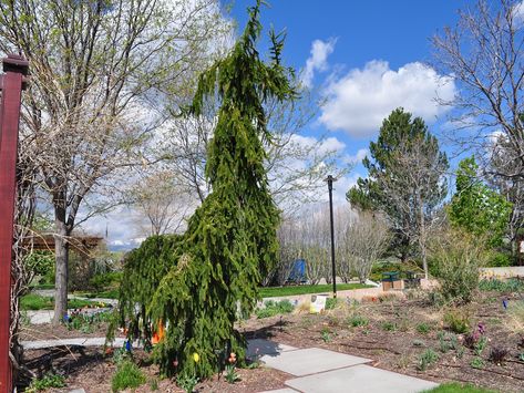 Weeping Spruce, Weeping Norway Spruce, Waterwise Landscaping, West Jordan Utah, Picea Abies, Norway Spruce, Foundation Planting, Garden Park, Water Wise