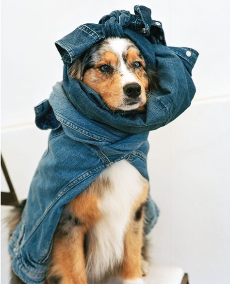 Image result for shop bruce weber dog tshirt Denim Fashion Photography, Denim Campaign, Elaine Irwin, Bruce Weber, Artistic Images, Denim Day, Fall Denim, Denim Chic, Fashion Photography Inspiration