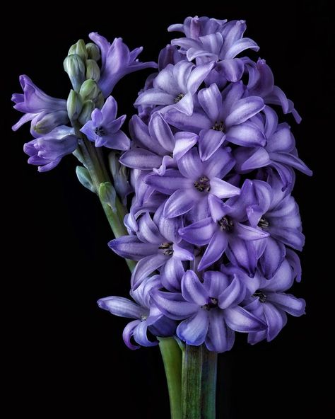 Debi Shapiro on Instagram: “"That is one good thing about this world–there are always sure to be more springs." ~L.M. Montgomery” Purple Hyacinth Flower, Hyacinth Purple, Agapanthus Africanus, Hyacinth Flower, Hyacinth Flowers, Purple Hyacinth, L M Montgomery, Spring Bulbs, Floral Photography