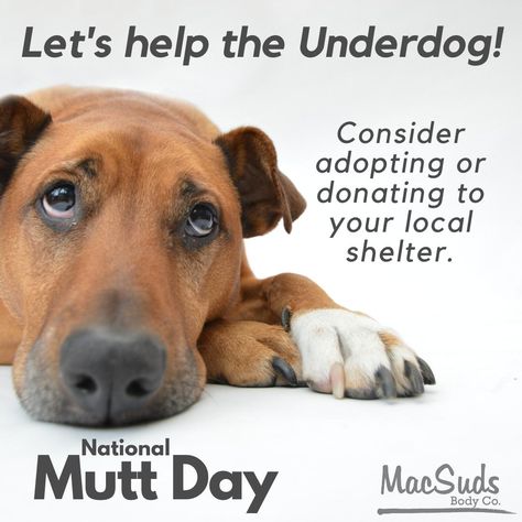 It's National Mutt Day so let's help the underdog. Mutts/Non pure breds make the best pets. Consider helping an underdog by adopting or donating to your local animal shelter. #muttsaredogstoo #nationalmuttday Mutt Puppies, National Mutt Day, Mutt Dog, The Underdogs, July 31, Animal Shelter, Dog Life, Dog Love, Adoption