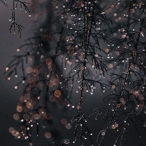 Dark Academia Christmas, Picture Autumn, Winter Iphone, Iphone Wallpaper Winter, Autumn Weather, Dark Christmas, Iphone Background Images, Christmas Wonderland, Dark Photography