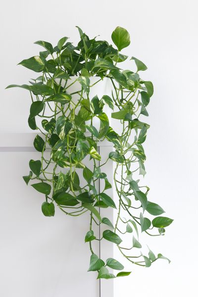 Best Bathroom Plants, Jasmine Plant, Hanging Plant Wall, Living Room Plants, Ficus Elastica, Pothos Plant, Floor Plants, Soda Bottle, Best Indoor Plants