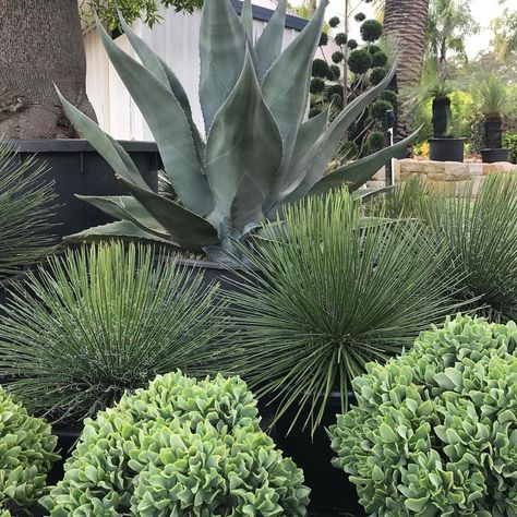 Garden Society on Instagram: “Creating a new hardy plant palette this morning. Silvery, grey tones on this wet morning. Drawing inspiration from my nursery visit to our…” Phlebodium Aureum Blue Star, Desert Plants Landscaping, Palm Springs Garden, Morning Drawing, Lannister House, Large Garden Pots, Plant Palette, Sydney Gardens, Succulent Garden Landscape