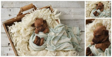 Puppy Photoshoot, Newborn Puppy, Puppy Fever, Puppy Ideas, Pets Portrait, Puppy Litter, Puppy Pics, Puppy Photography, Newborn Puppies