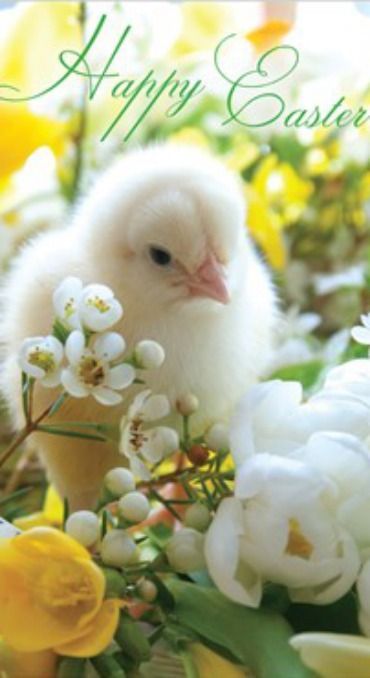 Happy Easter Chickens And Roosters, Beltane, Easter Time, Easter Chicks, Baby Chicks, Sweet Animals, Beautiful Creatures, Easter Spring, Beautiful Birds